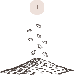 seed